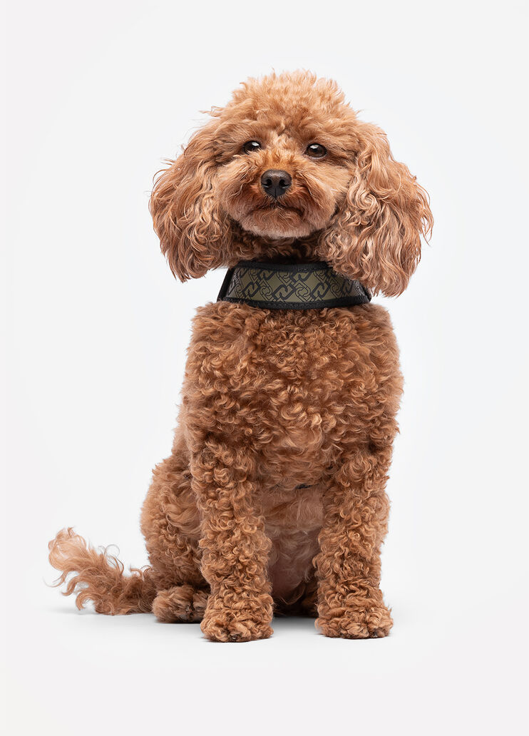 Liu Jo Pets harness khaki green Liu Jo - medium Liu Jo Pets harness khaki green Liu Jo - medium