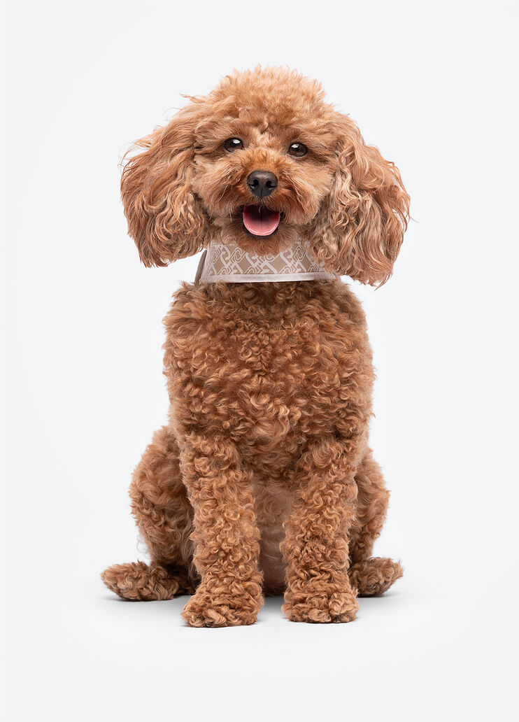 Pettorina Liu Jo Pets caramello Liu Jo - large image number 0