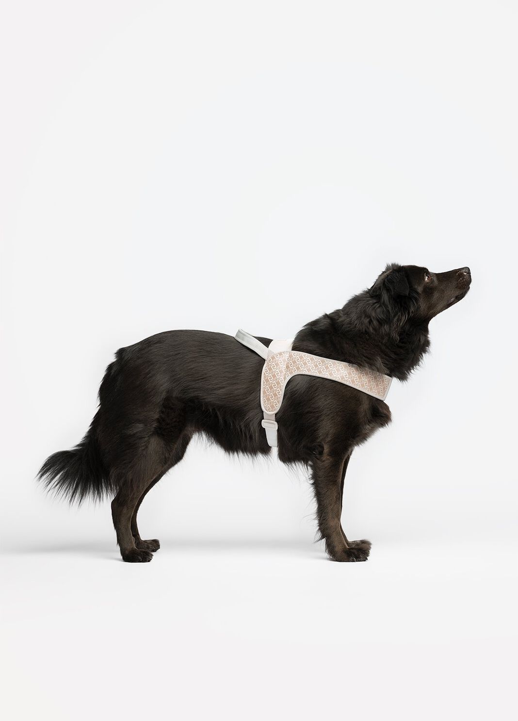 Liu Jo Pets large harness caramel Liu Jo - large image number 0